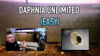 How I Raise Daphnia Water Fleas And You Can Too [upl. by Ianej]