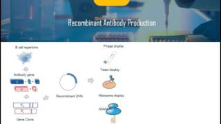 Introduction of Recombinant Antibody [upl. by Aicatsanna]