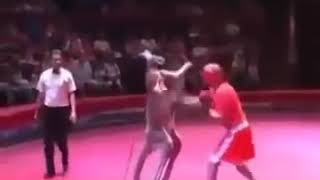 KANGOUROU VS HOMME  COMBAT EN CAGE [upl. by Pillyhp]