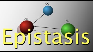 Genetic epistasis [upl. by Stace]