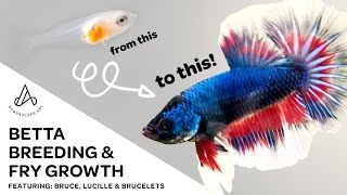 Fancy Koi Betta Breeding amp Fry Growth  Day 1 to adult plakat HMPK [upl. by Adnanref966]