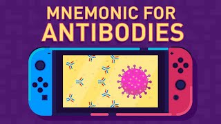 Antibodies and Their Function [upl. by Ecnirp24]