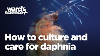 Caring and Culturing for Daphnia [upl. by Alby374]