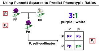 Mendelian Genetics and Punnett Squares [upl. by Theodoric]