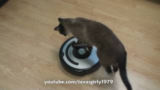 Cat shows HOW TO use iRobot Roomba Vacuum [upl. by Douglas52]