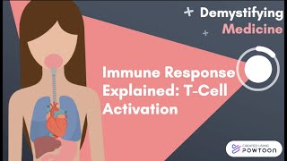 Immune Response Explained TCell Activation [upl. by Paver163]