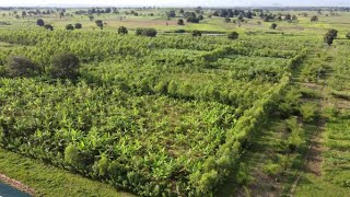 AGROFORESTRY IN NIGERIA Planting The Future [upl. by Aivatan]