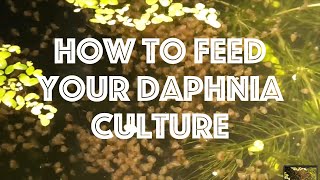 How To Feed Your Daphnia Culture [upl. by Retnyw738]