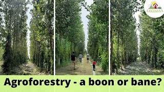 Is agroforestry of Poplar trees beneficial in permaculture [upl. by Oatis]