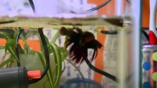 Step by step guide to breeding betta fish [upl. by Pierpont]