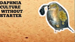 HOW TO CULTURE DAPHNIA NATURALLY WITHOUT A STARTER [upl. by Anatnas]