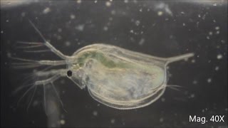 Daphnia magna under the Microscope [upl. by Enyal]