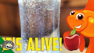 How to culture Vinegar Eels The EASY Way Live Fish Food [upl. by Aeel]