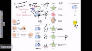 Cytokines and cytokine receptors [upl. by Doownyl]