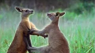 Kangaroo Boxing  Attenborough  BBC Earth [upl. by Eentihw]