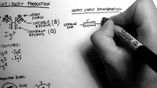 BCells 2  Antibody Production and Recombination [upl. by Sankey531]