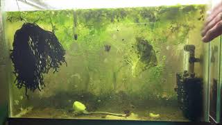 Scuds Daphnia Cherry Shrimp Copepods My aquatic food culture [upl. by Williams]