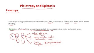 Pleiotropy and epistasis [upl. by Anirtik]