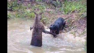 Kangaroo vs Dog real Fight  Wild Animals Attack [upl. by Leoni444]