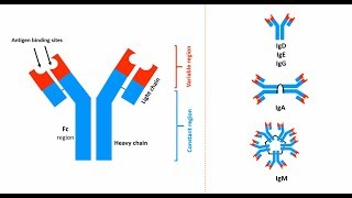 Antibodies Structures types and functions [upl. by Aynosal]