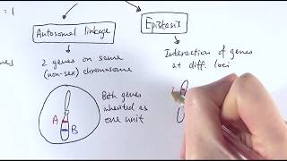 A2 Biology  Phenotypic ratios OCR A Chapter 204 [upl. by Aihsat]