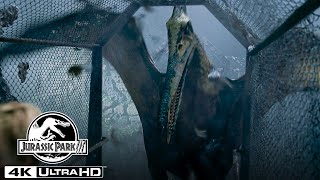 The Pteranodon Aviary Attack in 4K HDR  Jurassic Park III [upl. by Gretal850]