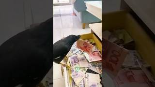 ¡Increíble PÁJARO LADRÓN que roba DINERO [upl. by Geminian889]