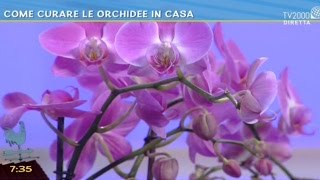 Come curare le orchidee in casa [upl. by Durrell]