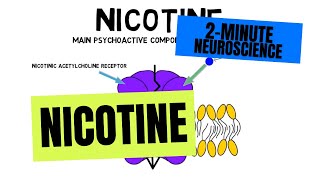 2Minute Neuroscience Nicotine [upl. by Berhley]