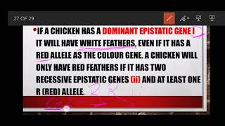 Epistasis Grade 12 Agricultural Sciences Basic Agricultural Genetics [upl. by Kilgore]