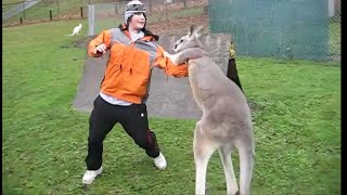 Kangaroo vs Human Kangaroo attacking [upl. by Aman372]