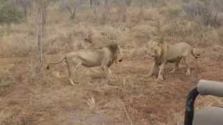 MalaMala lion fight by Jerry Kagele [upl. by Eedia]