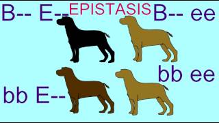 EPISTASIS IN INHERITANCE OF LABRADOR RETRIEVER COAT COLOR [upl. by Ennagrom]