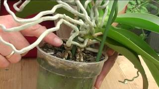 How to Grow Orchids [upl. by Ellennod261]