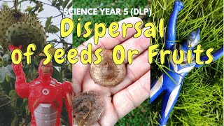 DISPERSAL of Seeds OR Fruits  Science Year 5 DLP [upl. by Kial]