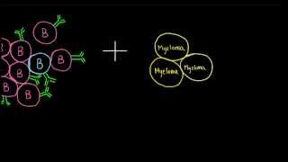 Monoclonal Antibody Production [upl. by Pelson]