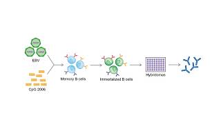 Development of Monoclonal Antibodies  Creative Biolabs [upl. by Seiuqram]