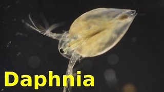 Daphnia [upl. by Elleiad678]