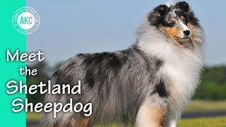 Meet the Shetland Sheepdog [upl. by Ruzich]