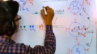 Antibody class switching [upl. by Eadas311]