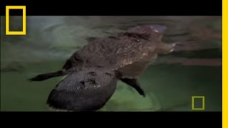 Platypus Parts  National Geographic [upl. by Ecnedurp108]