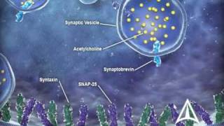 Parkinsons disease pharmacology  Soton Brain Hub [upl. by Michele930]