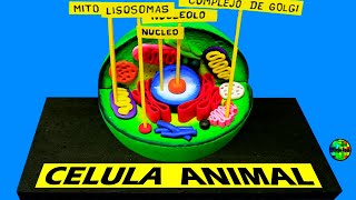 Como hacer una MAQUETA CELULA ANIMAL [upl. by Jablon]