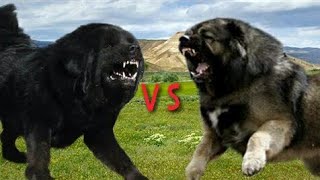 Tibetan mastiff vs Caucasian ovcharka [upl. by Chery522]