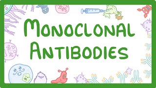 GCSE Biology  Monoclonal Antibodies 40 [upl. by Rafaellle564]