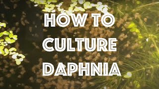 How To Culture Daphnia Magna [upl. by Sutherland]