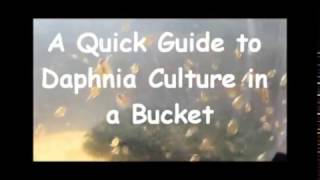 How to culture daphnia outside [upl. by Moriah]