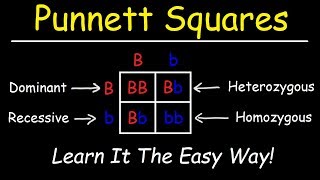 Punnett Squares  Basic Introduction [upl. by Chiou]