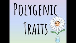 Polygenic Traits [upl. by Analla109]