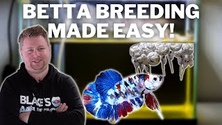 EASY How to Breed Bettas Step by Step [upl. by Usanis]